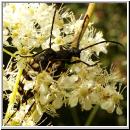 Leptura quadrifasciata - Vierbindiger Schmalbock 11.jpg